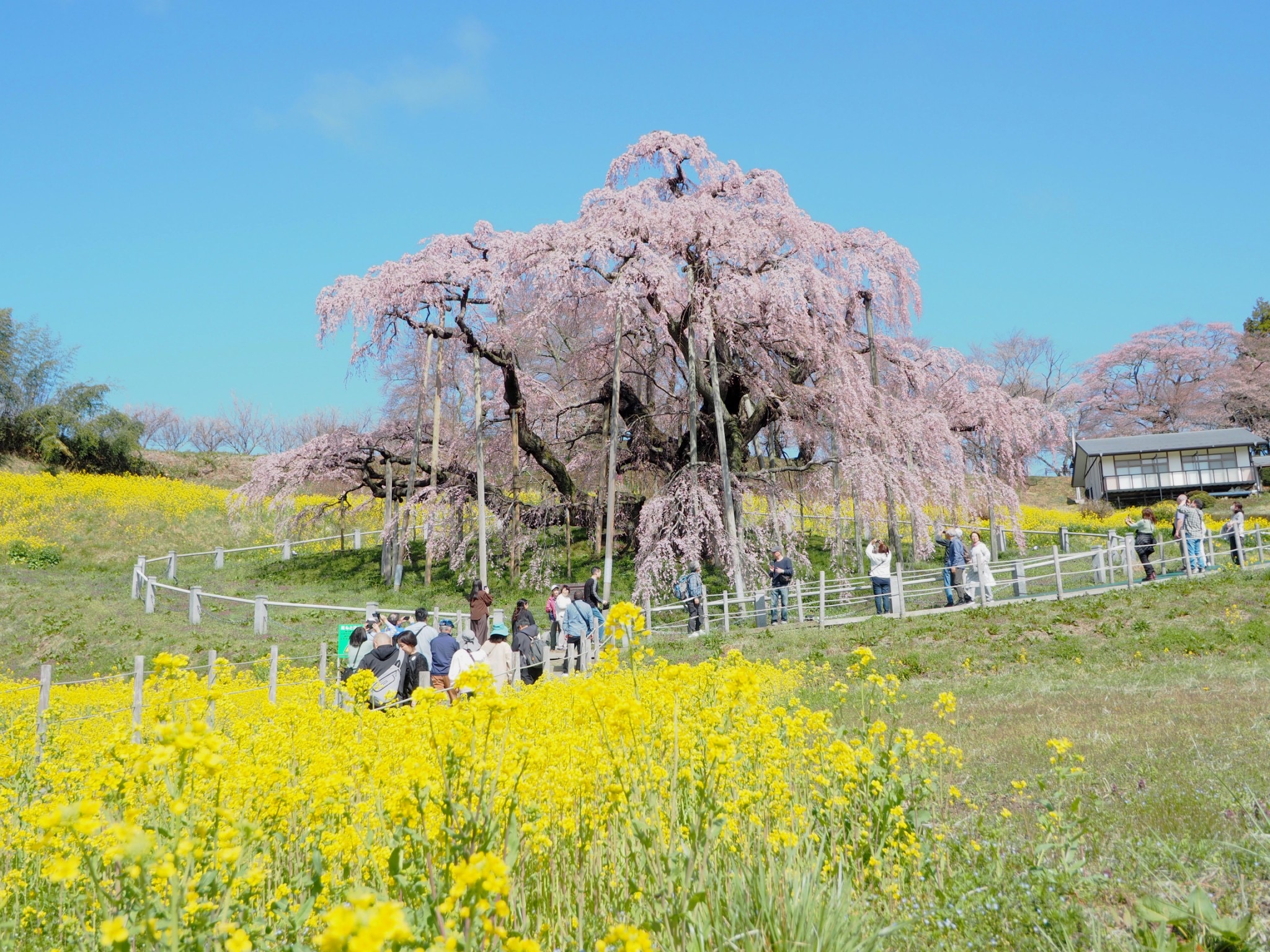 青空と菜の花と三春滝桜