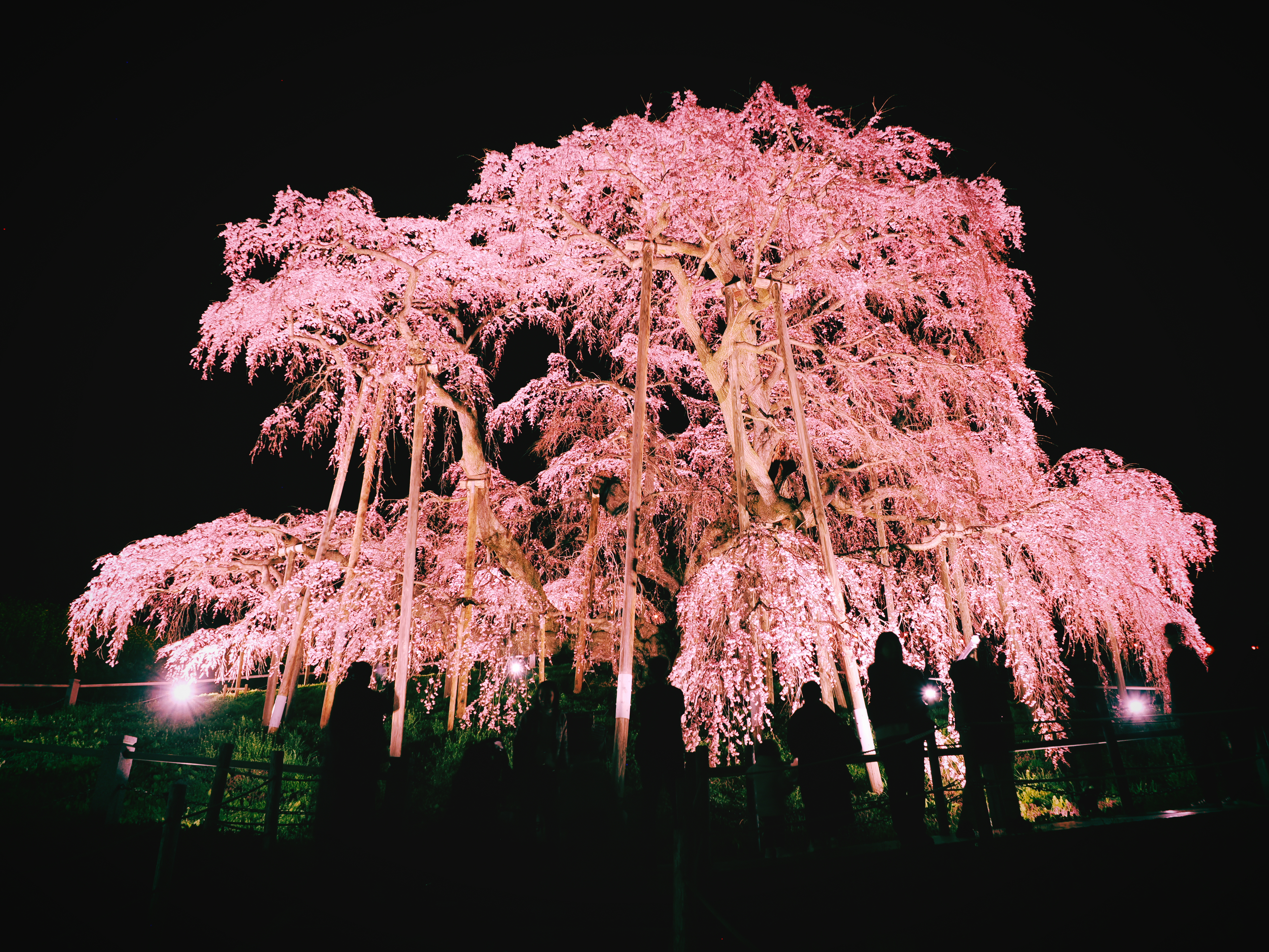 ライトアップされた三春滝桜